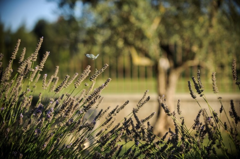 Champ de lavande en Provence